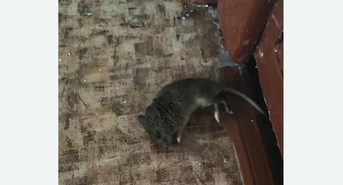 Дезинфекция от мышей в Мураново