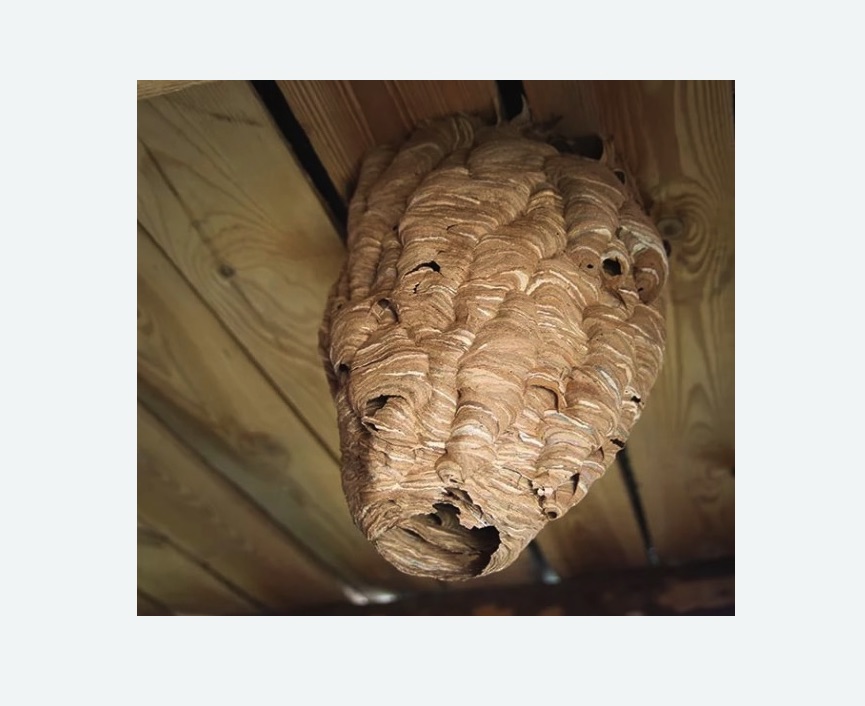 обработка от шершней в Мураново