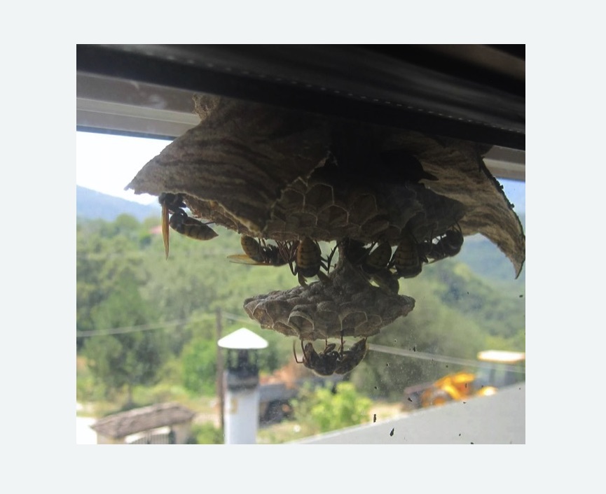 Уничтожение гнёзд шершней в Мураново