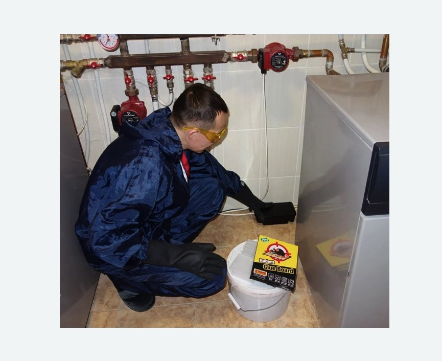 Уничтожение крыс в Мураново