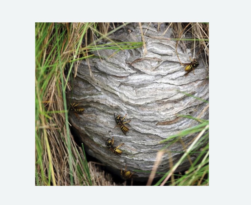 Уничтожение ос и ульев в Мураново